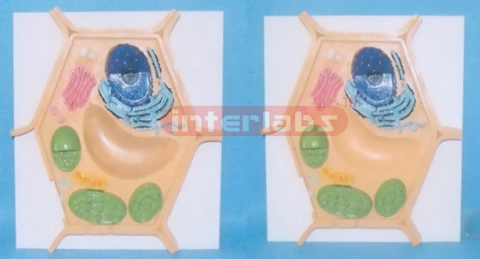 EUCARYOTIC CELL STRUCTURE MODEL (PLANT)